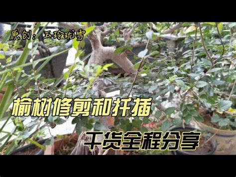 榆樹 照顧|【榆樹照顧】榆樹養護秘訣大公開！從種植到開花，全方位照顧指。